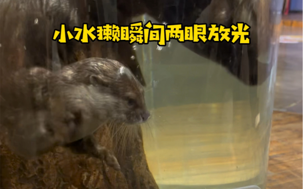 What does an otter’s day look like? - BiliBili