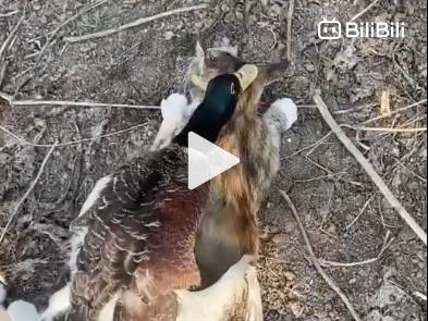 This… Let’s watch some duck porn! - BiliBili