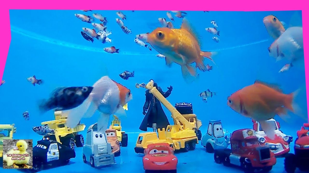 Disney Cars 2 and Heavy Equipment play with guppies Fish, mollies Fish ...