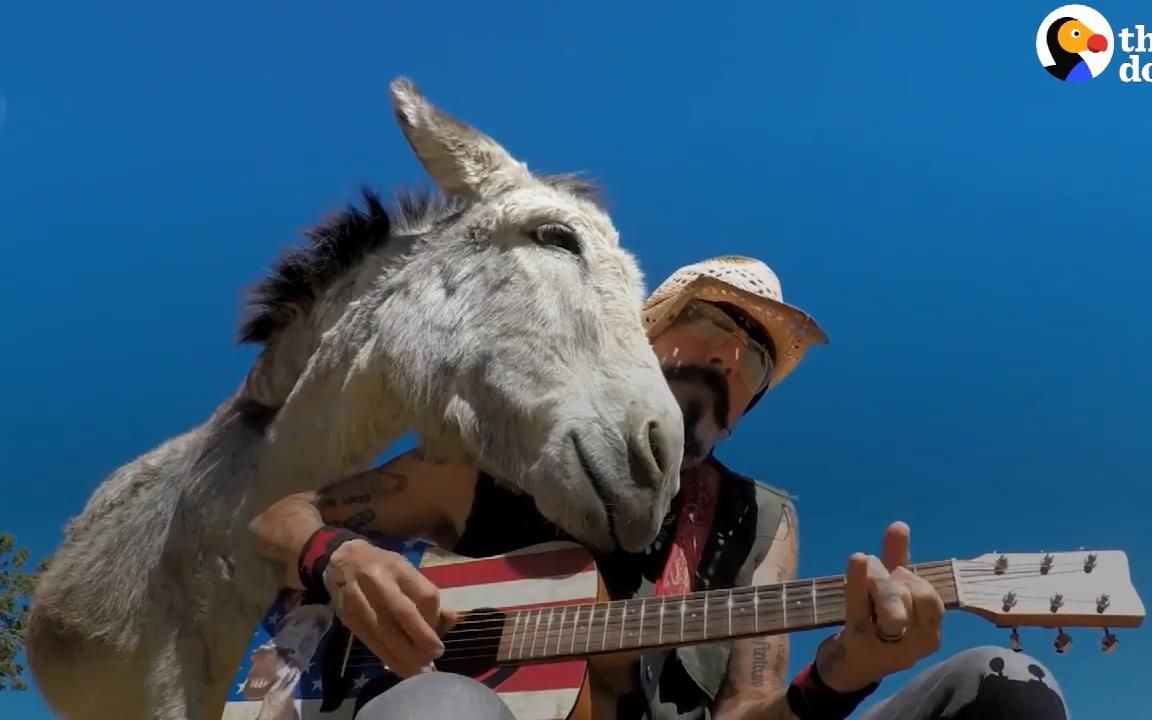 music-loving-bro-meets-his-very-own-donkey-a-true-soulmate-in-the
