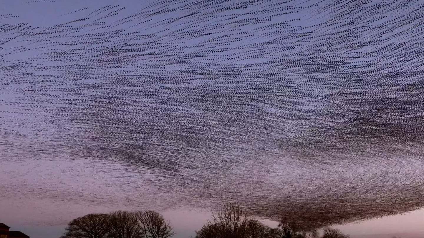 A flock of starlings evades predators in a breathtaking display that ...