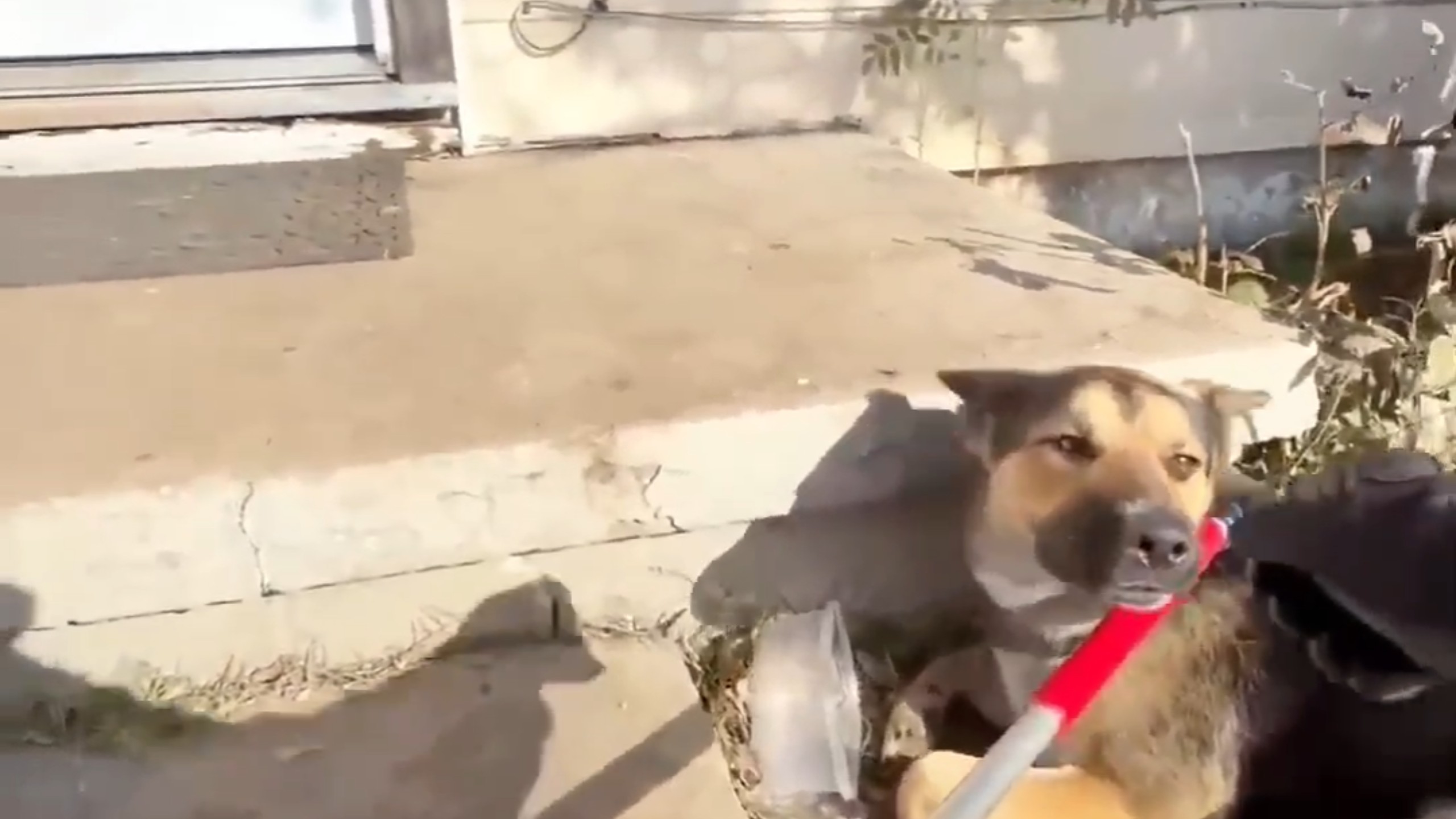 When the owner doesn’t want to keep the dog anymore, they just label it ...