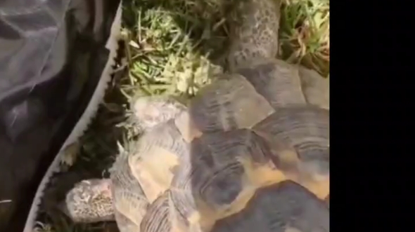 This damn thing is still a racist turtle! - BiliBili