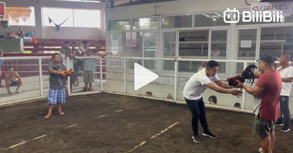 Grabe bumawi ng manok namin Meron Wins Longest Kill. 1 Cock Event ...