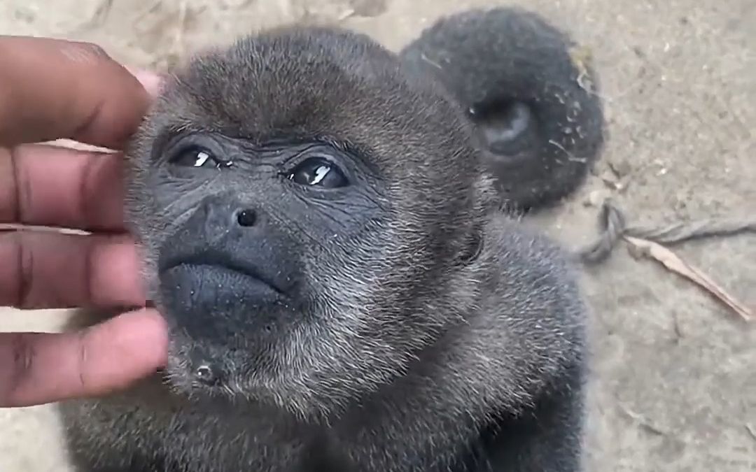 So there are actually such adorable monkeys in the world? - BiliBili
