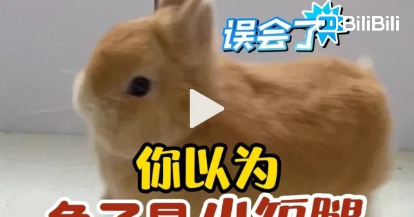 Rabbit: If only you’d take the time to get to know me better, you’d see ...