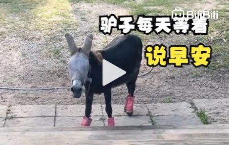 The Donkey That Waits Every Day For Its Owner To Say Good Morning the-donkey-that-waits-every-day-for-its-owner-to-say-good-morning