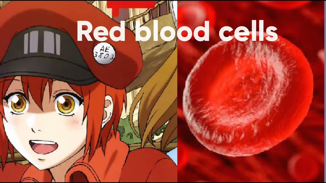 CELLS AT WORK! COM UMA MÉDICA, ANIME vs VIDA REAL