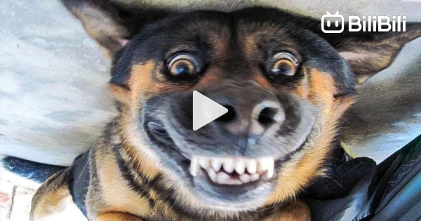 Funny Animals 2022 😂 - Cute Dogs and Cats Doing Funny Things