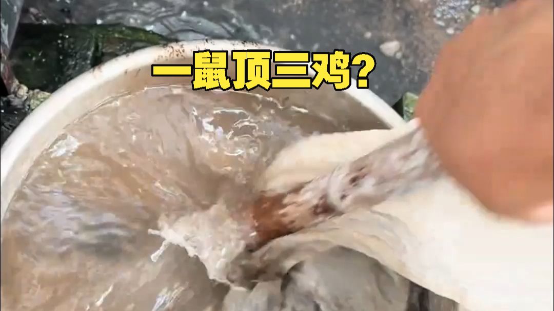 Cantonese folks: One rat is worth three chickens—don’t outsiders ...