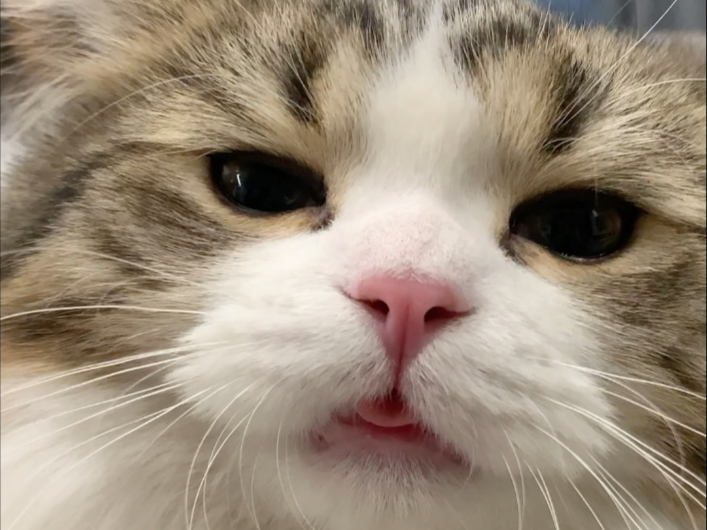 Is there anyone who needs a free “Yang” from Xiaobawang? - BiliBili