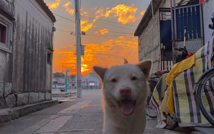 Animal Healing Behavior Showcase 10 - BiliBili