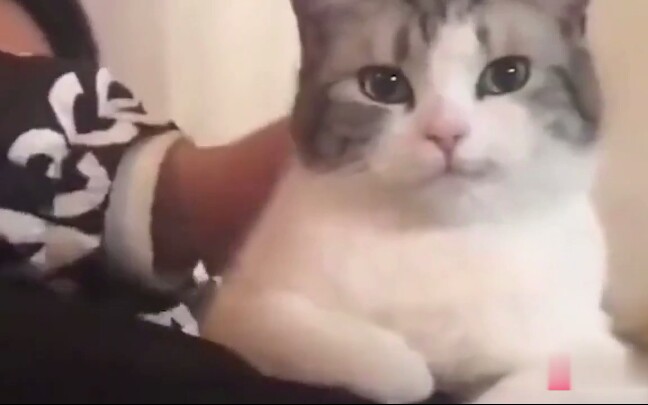 Funny Cat Videos】It Got Angry - BiliBili