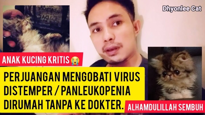 Penanganan Panleukopenia Pada Kucing - Satu Trik