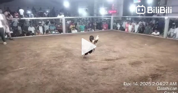 Another buyers updateโผ๏ธ3hits๐ฅChampion 2nd fight Meron side win๐ - BiliBili