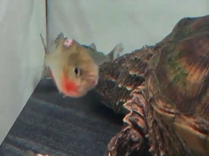 Alligator Snapping Turtle vs. Piranha - BiliBili
