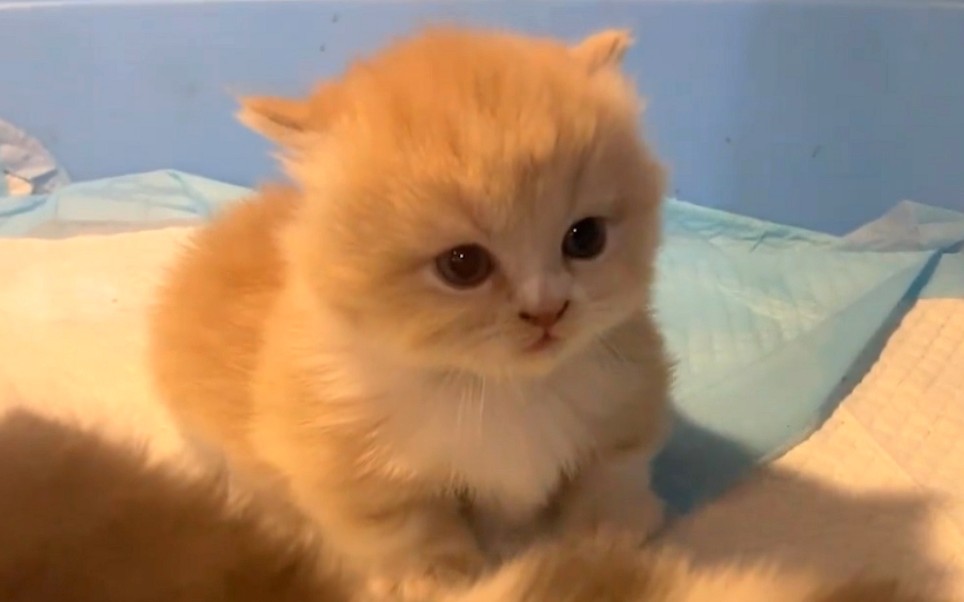 Funny Cat Videos】It Got Angry - BiliBili