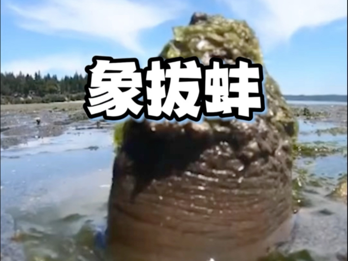 Step on it and water sprays out? Turns out there’s this “weird big ...