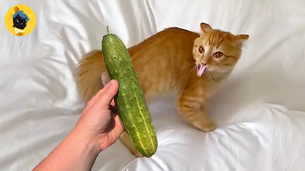 Cats Scared by Cucumbers Compilation 