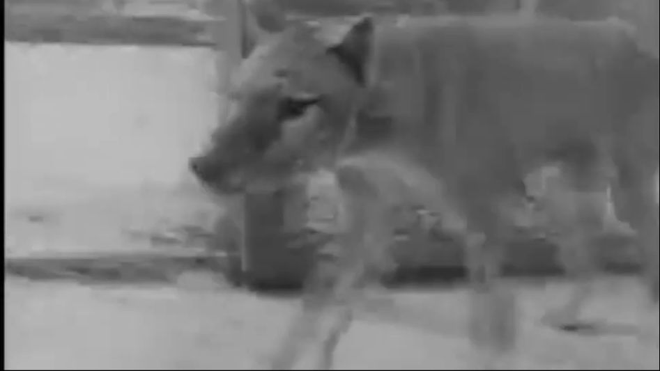 Top 9 Extinct Animals Caught On Footage - BiliBili
