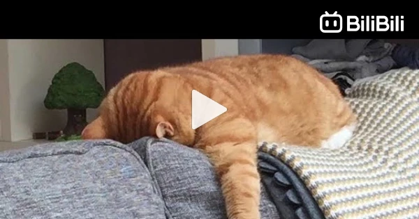 Funny Cat Videos】It Got Angry - BiliBili