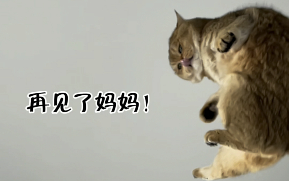 Funny Cat Videos】It Got Angry - BiliBili