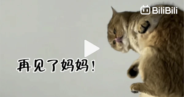 Funny Cat Videos】It Got Angry - BiliBili