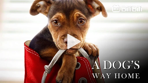 A dog's way home m4ufree discount