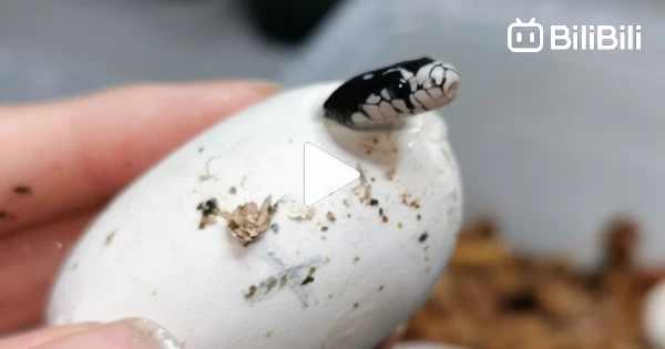 The baby king snake got stuck during birth, staring pleadingly at me as ...