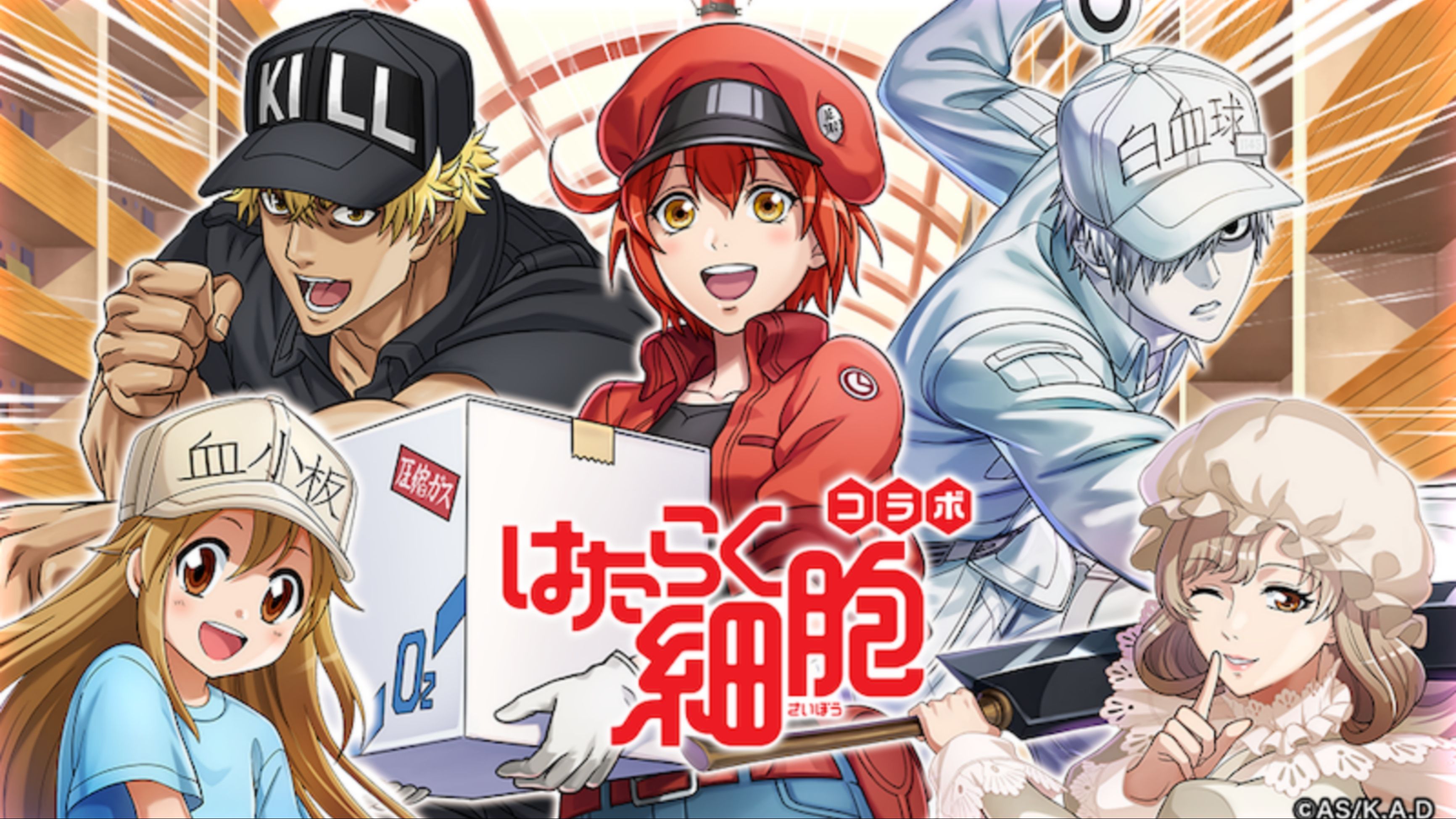 Hataraku Saibou, Season 2