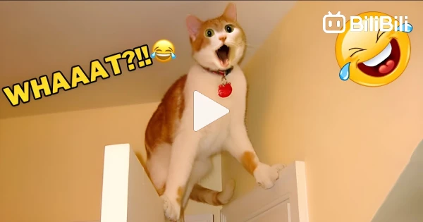 Funny Animals 2022 - Funniest Cats and Dogs Videos 🐱🐶 Part 1