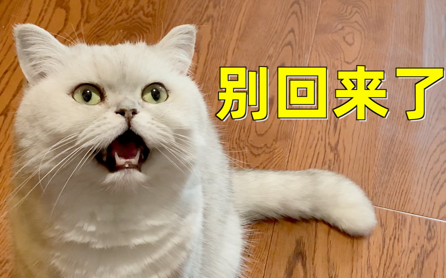 The owner returned home from a business trip without any dried fish ...