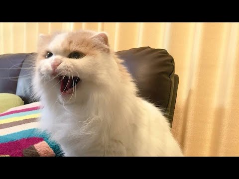 Funny Cat Videos】It Got Angry - BiliBili