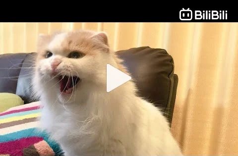 Funny Cat Videos】It Got Angry - BiliBili