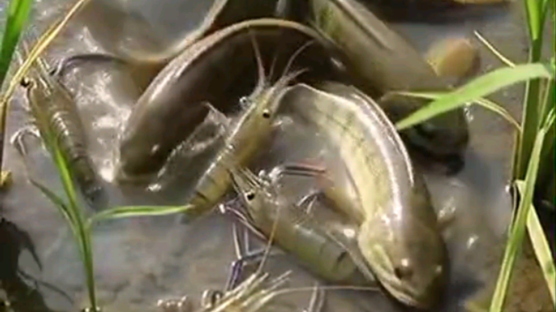 Amazing Mud Skipper Fish & Prawns! 😱🔥 #fishing #wildlife #nature #viral ...