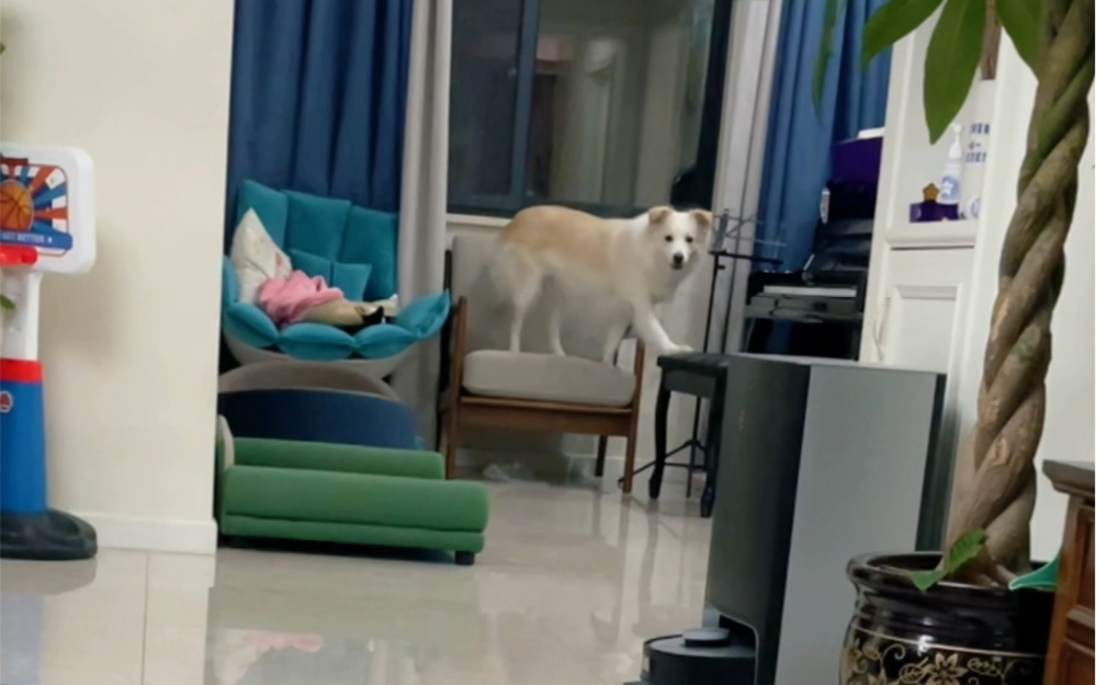 It’s really not easy to eat some chicken breast! - BiliBili