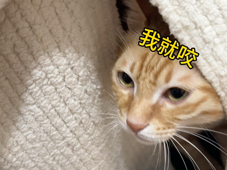 A 30-second shouting match between a person and a cat - BiliBili