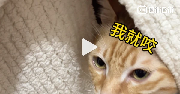 A 30-second shouting match between a person and a cat - BiliBili