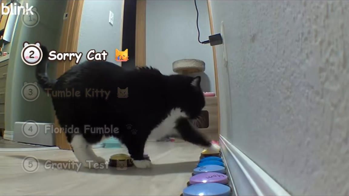Cats Knock Everything Over 😼 Gravity Tests & Button Chaos You'll ...