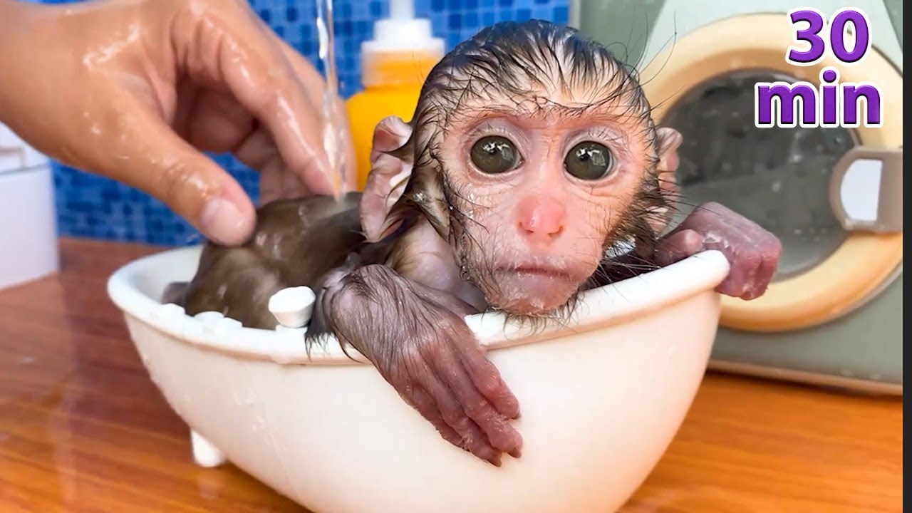 Monkey Baby Bon Bon oes to the toilet and plays with Ducklings in the  swimming pool 