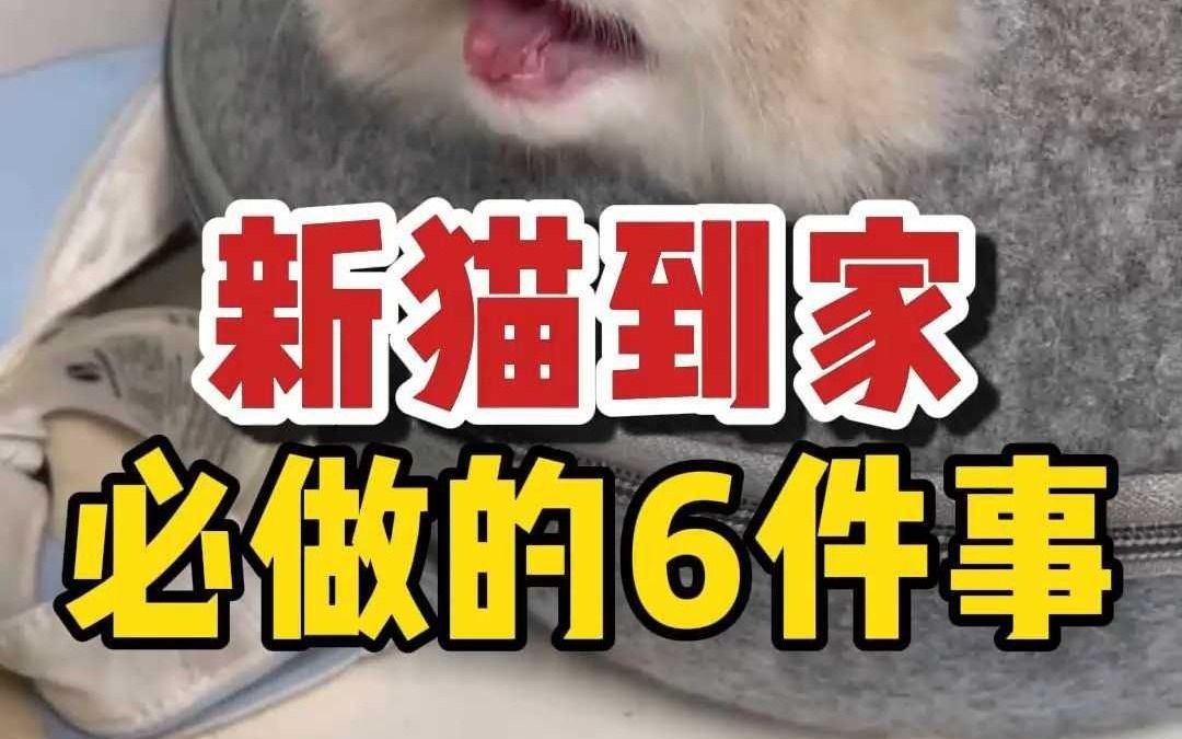 Several Things to Watch Out for When a New Cat Comes Home - BiliBili