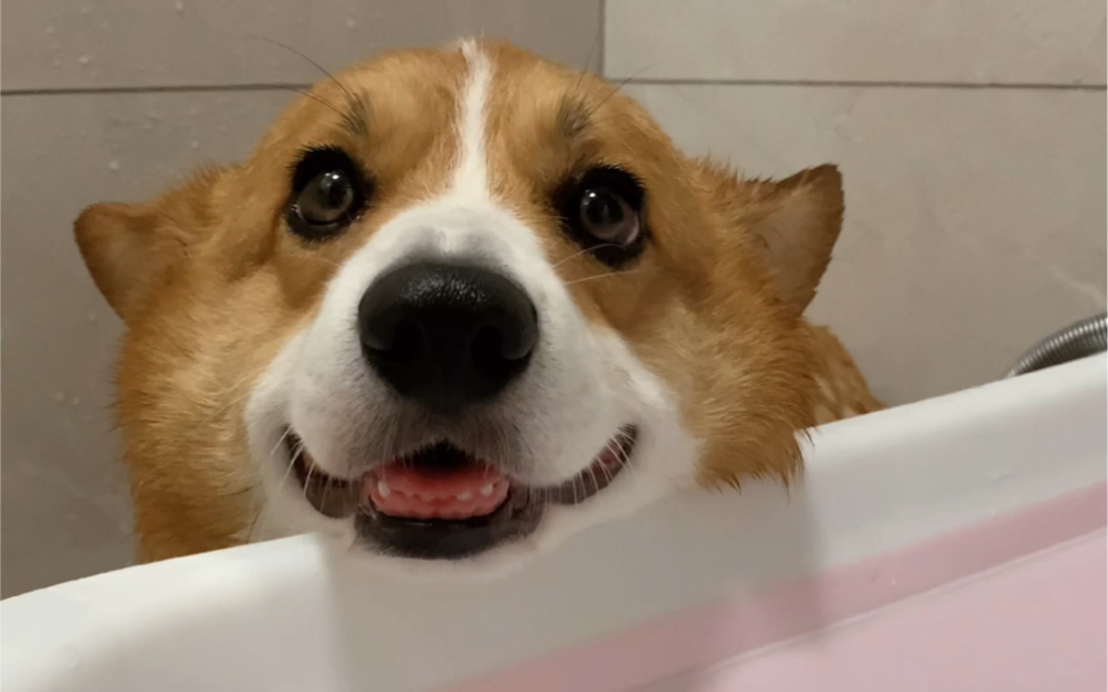 Healing vibes: the complete steps for bathing a corgi～ - BiliBili